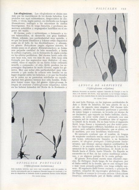 LAMINA V13636: Lengua de serpiente y Ofiogloso portugues