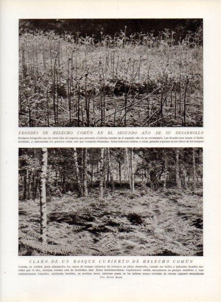 LAMINA V13634: Claro de un bosque cubierto de helecho comun