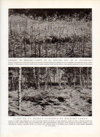 LAMINA V13634: Claro de un bosque cubierto de helecho comun