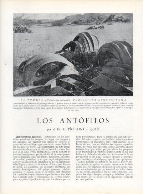 LAMINA V13640: La tumboa prodigiosa gimnosperma