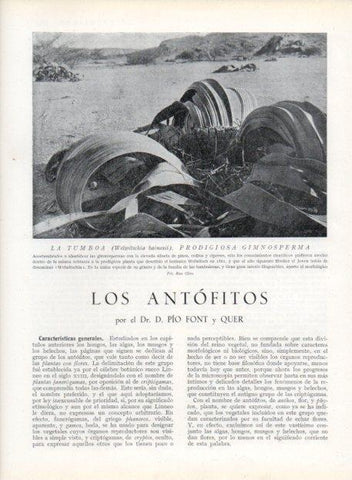 LAMINA V13640: La tumboa prodigiosa gimnosperma