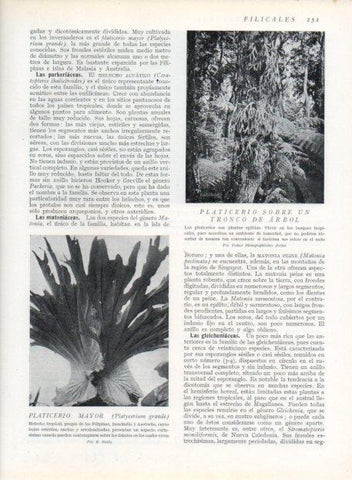 LAMINA V13632: Platicerio mayor y Platicerio sobre un tronco de arbol