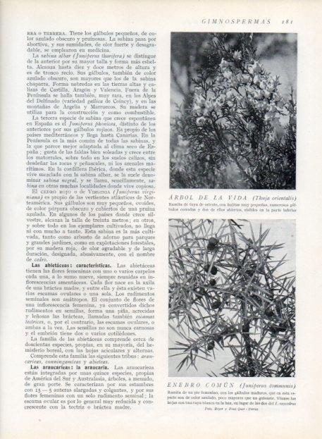 LAMINA V13649: Arbol de la vida y Enebro comun