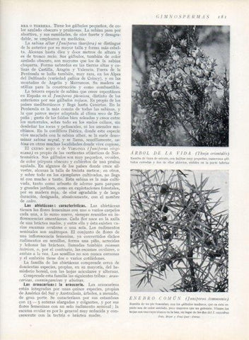 LAMINA V13649: Arbol de la vida y Enebro comun