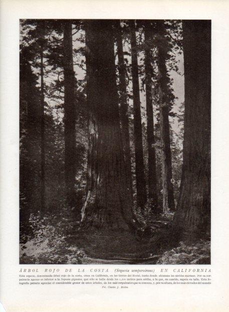 LAMINA V13651: Arbol rojo de la costa en California