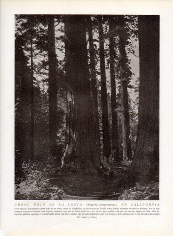 LAMINA V13651: Arbol rojo de la costa en California
