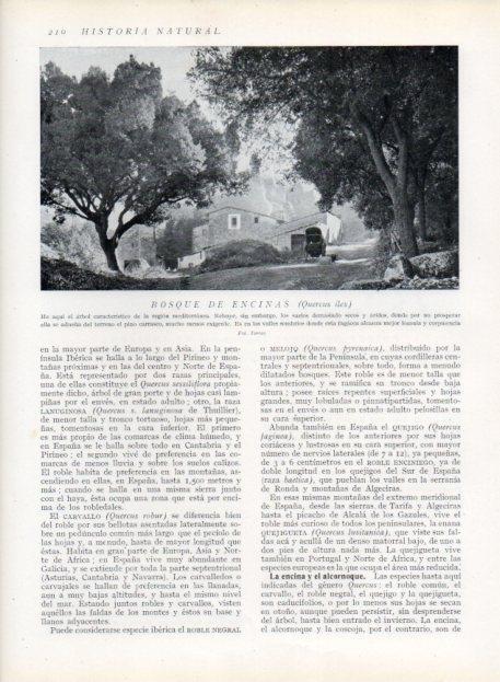 LAMINA V13665: Bosque de encinas