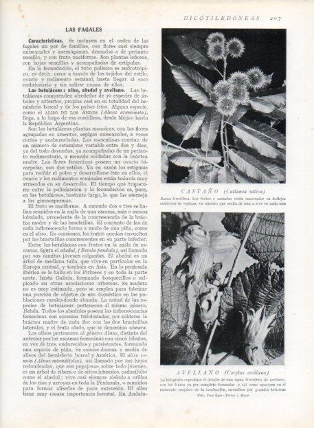 LAMINA V13664: Castaño y Avellano