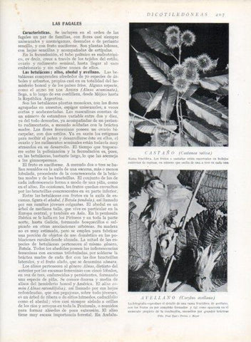LAMINA V13664: Castaño y Avellano
