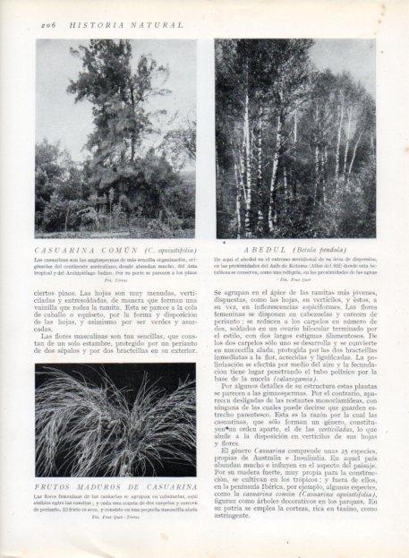 LAMINA V13663: Casuarina comun, Abedul y Frutos maduros de casuarina