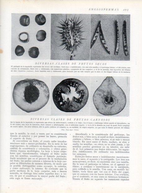 LAMINA V13662: Diversas clases de frutos secos y frutos carnosos