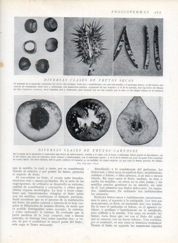 LAMINA V13662: Diversas clases de frutos secos y frutos carnosos