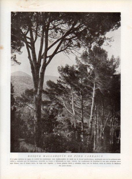 LAMINA V13661: Bosque mallorquin de pino carrasco