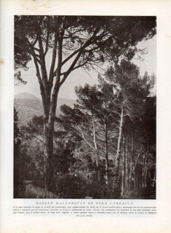 LAMINA V13661: Bosque mallorquin de pino carrasco