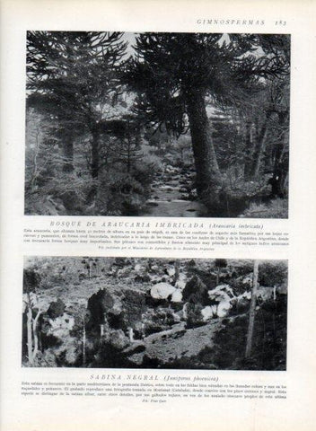 LAMINA V13650: Bosque de araucaria imbricada y Sabina negral