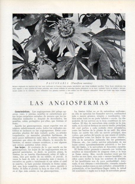 LAMINA V13659: Pasionaria o passiflora caerulea