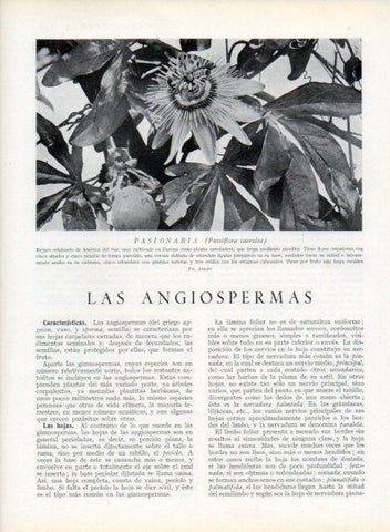 LAMINA V13659: Pasionaria o passiflora caerulea