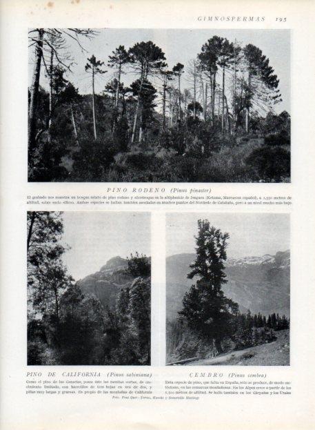 LAMINA V13657: Pino rodeno, Pino de California y Cembro