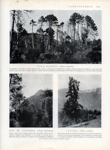 LAMINA V13657: Pino rodeno, Pino de California y Cembro