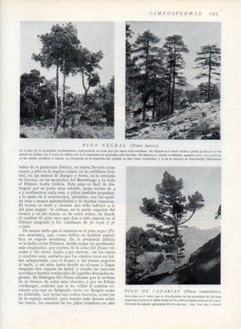 LAMINA V13656: Pino negral y Pino de Canarias