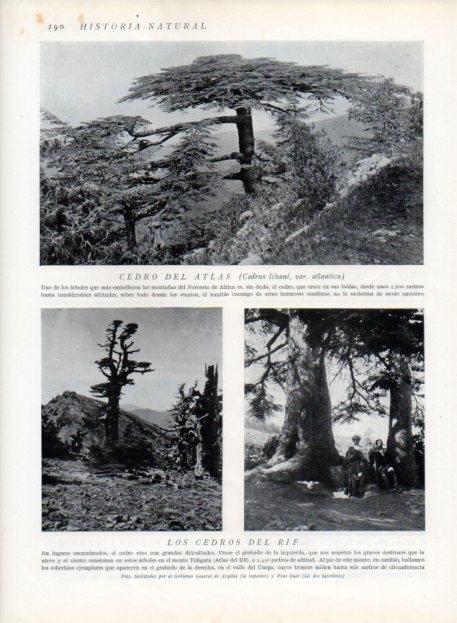 LAMINA V13654: Cedro del Atlas y Cedros del Rif