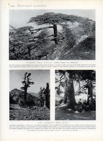 LAMINA V13654: Cedro del Atlas y Cedros del Rif