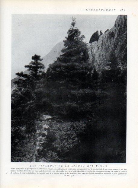 LAMINA V13653: Pinsapos de la Sierra del Pinar en Serrania de Ronda