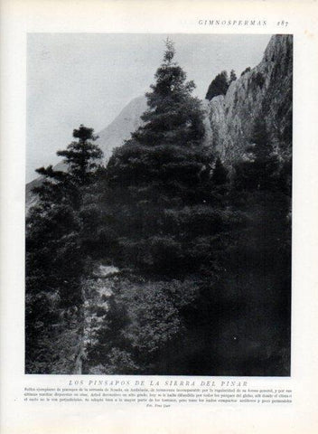 LAMINA V13653: Pinsapos de la Sierra del Pinar en Serrania de Ronda