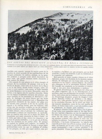 LAMINA V13652: Abetos del Montseny en epoca invernal