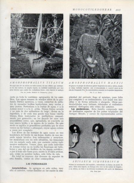 LAMINA V13843: Amorphophallus titanum