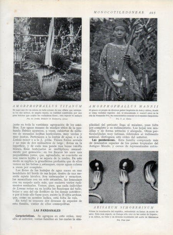 LAMINA V13843: Amorphophallus titanum