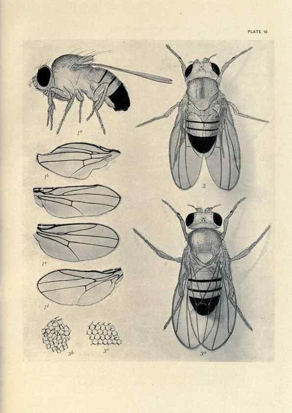 Reproducción/Reproduction 9688150644: Contributions to the genetics of Drosophila melanogaster .... Washington,Carnegie Institution of Washington,1919.