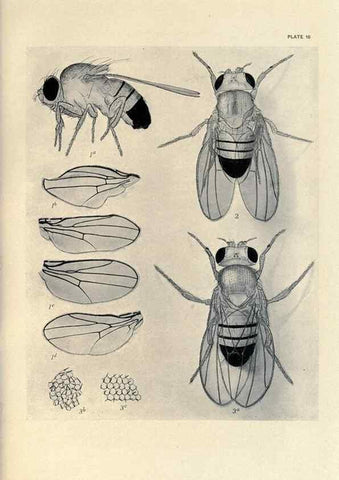 Reproducción/Reproduction 9688150644: Contributions to the genetics of Drosophila melanogaster .... Washington,Carnegie Institution of Washington,1919.