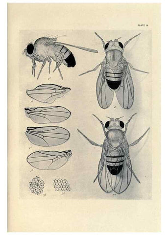 Reproducción/Reproduction 9688150644: Contributions to the genetics of Drosophila melanogaster .... Washington,Carnegie Institution of Washington,1919.