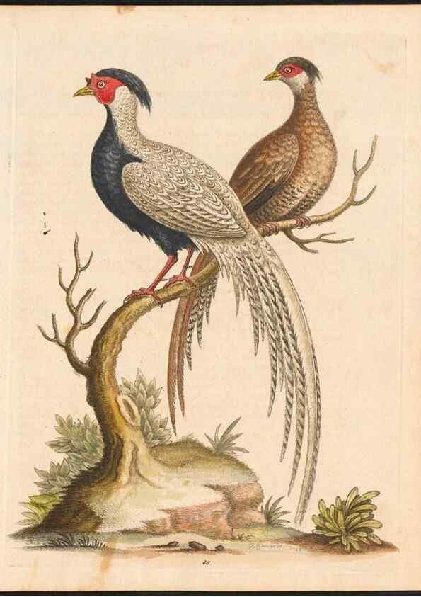Reproducción/Reproduction 48832947868: A natural history of uncommon birds :. London :Printed for the author, at the College of Physicians in Warwick-Lane,1743-1751.. 
