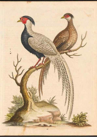 Reproducción/Reproduction 48832947868: A natural history of uncommon birds :. London :Printed for the author, at the College of Physicians in Warwick-Lane,1743-1751.. 