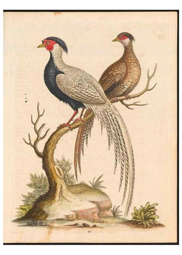 Reproducción/Reproduction 48832947868: A natural history of uncommon birds :. London :Printed for the author, at the College of Physicians in Warwick-Lane,1743-1751.. 