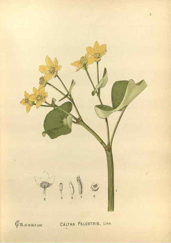 Reproducción/Reproduction 29546543433: Medicinal plants :. Philadelphia :J.C. Yorston,1892.