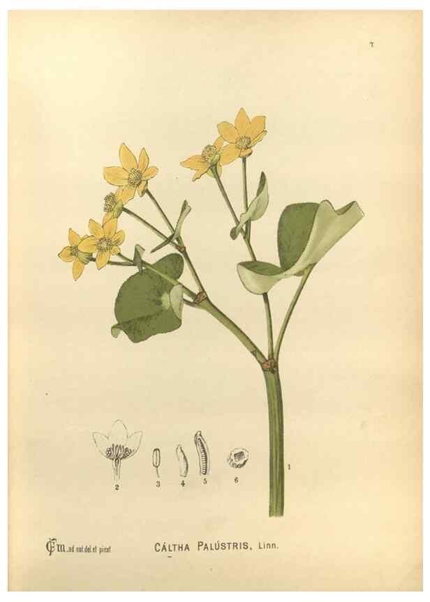 Reproducción/Reproduction 29546543433: Medicinal plants :. Philadelphia :J.C. Yorston,1892.