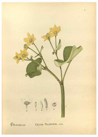Reproducción/Reproduction 29546543433: Medicinal plants :. Philadelphia :J.C. Yorston,1892.