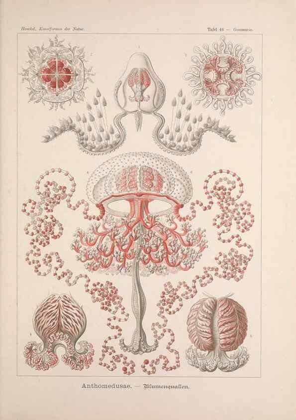Reproducción/Reproduction 48430664447: Kunstformen der Natur. Leipzig und Wien :Verlag des Bibliographischen Instituts,1899-1904.. 