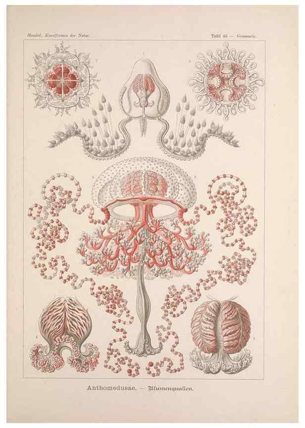 Reproducción/Reproduction 48430664447: Kunstformen der Natur. Leipzig und Wien :Verlag des Bibliographischen Instituts,1899-1904.. 