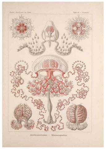 Reproducción/Reproduction 48430664447: Kunstformen der Natur. Leipzig und Wien :Verlag des Bibliographischen Instituts,1899-1904.. 