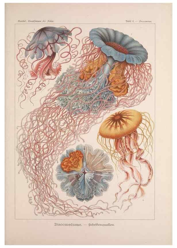 Reproducción/Reproduction 48430506496: Kunstformen der Natur. Leipzig und Wien :Verlag des Bibliographischen Instituts,1899-1904.. 