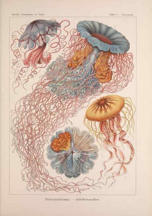 Reproducción/Reproduction 48430506496: Kunstformen der Natur. Leipzig und Wien :Verlag des Bibliographischen Instituts,1899-1904.. 