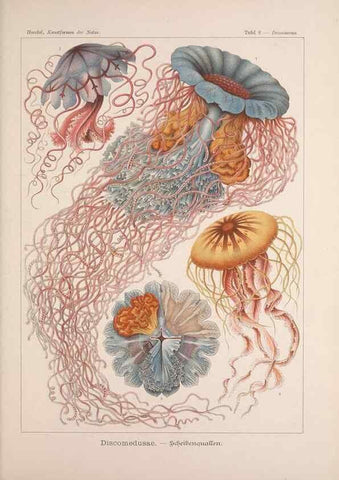 Reproducción/Reproduction 48430506496: Kunstformen der Natur. Leipzig und Wien :Verlag des Bibliographischen Instituts,1899-1904.. 