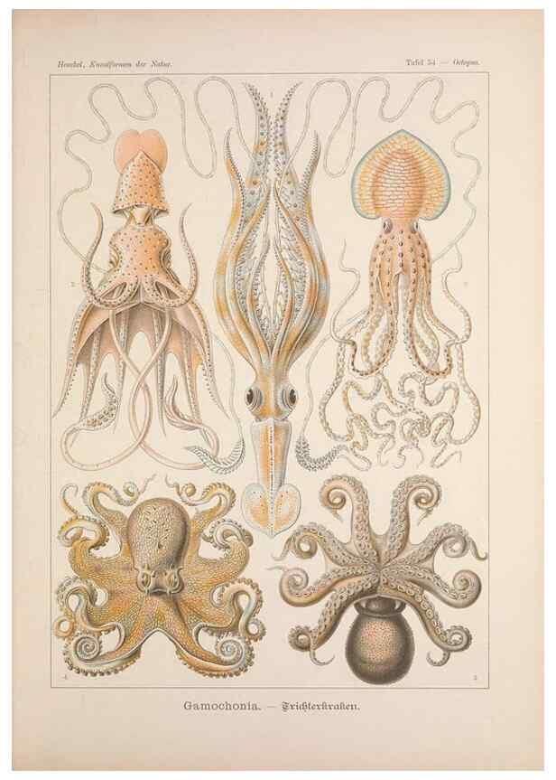 Reproducción/Reproduction 48430526751: Kunstformen der Natur. Leipzig und Wien :Verlag des Bibliographischen Instituts,1899-1904.. 