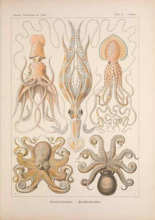 Reproducción/Reproduction 48430526751: Kunstformen der Natur. Leipzig und Wien :Verlag des Bibliographischen Instituts,1899-1904.. 