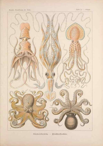Reproducción/Reproduction 48430526751: Kunstformen der Natur. Leipzig und Wien :Verlag des Bibliographischen Instituts,1899-1904.. 