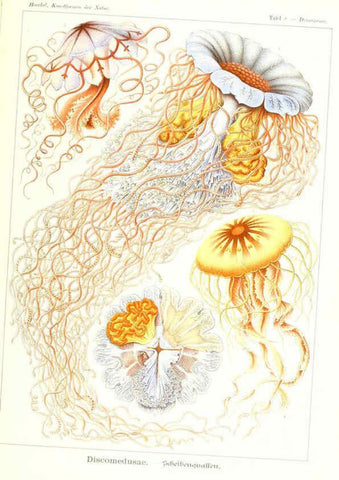 Reproducción/Reproduction 6197314721: Kunstformen der Natur Leipzig und Wien :Verlag des Bibliographischen Instituts,1904